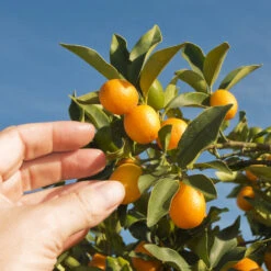 Nagami Kumquat Tree 10 Nagami Kumquat Tree -Green Plant Store Nagami Kumquat 1 FGT 53154ba8 d115 4c13 bdd7 2e152c12e263