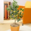 Nagami Kumquat Tree -Green Plant Store Nagami Kumquat FGT 600x600 b6a6cf15 c18f 474b bd69 34a2bc9e43b5