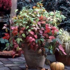 Fire Power Nandina Shrub 8 Fire Power Nandina Shrub -Green Plant Store Nandina Firepower 2
