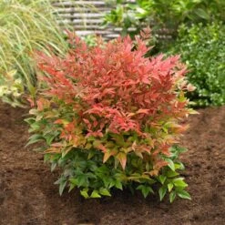 Obsession™ Nandina Shrub -Green Plant Store Nandina Obsession 2