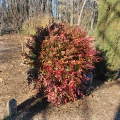Obsession™ Nandina Shrub -Green Plant Store Nandina Obsession 3