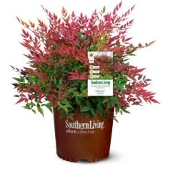 Obsession™ Nandina Shrub -Green Plant Store Nandina Obsession 4