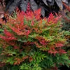 Obsession™ Nandina Shrub 2 Obsession™ Nandina Shrub -Green Plant Store Nandina Obsession 600x600 c45e77d2 7610 49fc ba9e 49d5ba4811ac