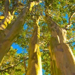 Natchez Crape Myrtle Tree -Green Plant Store Natchez Crape Myrtle