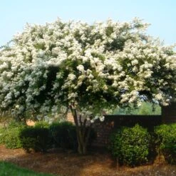Natchez Crape Myrtle Tree -Green Plant Store Natchez Crape Myrtle 1 FGT