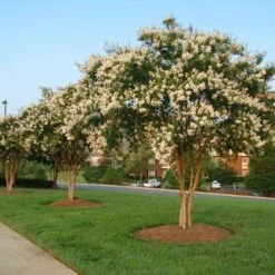Natchez Crape Myrtle Tree -Green Plant Store Natchez Crape Myrtle 8 FGT