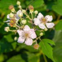 Navaho Blackberry -Green Plant Store Navaho Blackberry 1