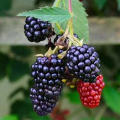 Navaho Blackberry -Green Plant Store Navaho Blackberry 5