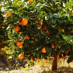 Green Plant Store -Green Plant Store Navel Orange 1 FGT 9937c87c a6e4 47c2 be5b 893eb09009fb