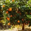 Navel Orange Tree -Green Plant Store Navel Orange FGT 600x600 e54e6fb3 408c 41b0 9586 88b8270eff9a