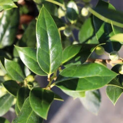 Needlepoint Holly 9 Needlepoint Holly -Green Plant Store Needlepoint Holly 3