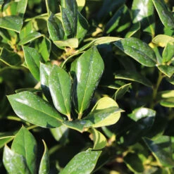 Needlepoint Holly 10 Needlepoint Holly -Green Plant Store Needlepoint Holly 4