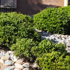 Needlepoint Holly 11 Needlepoint Holly -Green Plant Store Needlepoint Holly 5