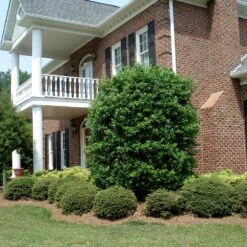 Nellie Stevens Holly 13 Nellie Stevens Holly -Green Plant Store Nellie Stevens Holly 4 FGT