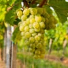 Niagara Grapes -Green Plant Store Niagara Grape FGT 600x600 ed4faedd cd47 4778 8066 da8209053663