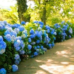 Nikko Blue Hydrangea 8 Nikko Blue Hydrangea -Green Plant Store Nikko Blue Hydrangea 1 FGT