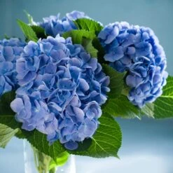 Nikko Blue Hydrangea 9 Nikko Blue Hydrangea -Green Plant Store Nikko Blue Hydrangea 2 FGT