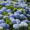 Nikko Blue Hydrangea -Green Plant Store Nikko Blue Hydrangea FGT 600x600 6900873b 2306 471d 9456 2b382bfd0b17