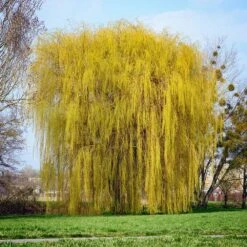 Niobe Golden Weeping Willow 8 Niobe Golden Weeping Willow -Green Plant Store Niobe weeping willow 1
