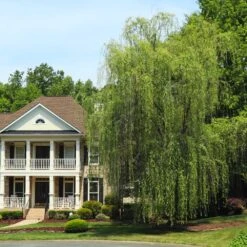 Niobe Golden Weeping Willow 9 Niobe Golden Weeping Willow -Green Plant Store Niobe weeping willow 3