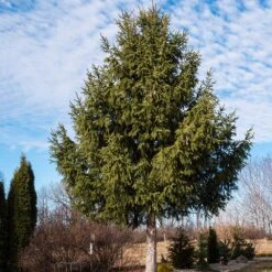 Norway Spruce Tree 9 Norway Spruce Tree -Green Plant Store Norway Spruce 2 FGT