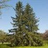 Norway Spruce Tree