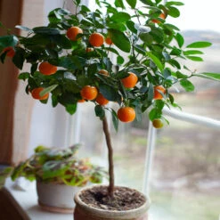 Nules Clementine Tree - USDA Organic 8 Nules Clementine Tree - USDA Organic -Green Plant Store Nules Clementine 2 FGT