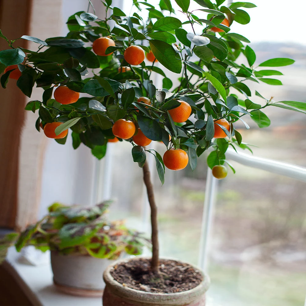 Nules Clementine Tree - USDA Organic 5 Nules Clementine Tree - USDA Organic - Image 3