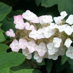 Oakleaf Hydrangea Shrub -Green Plant Store OAKLEAF FGT THUMB a396bc6d 9d3c 49ac 82c6 f1db3d28bb3d