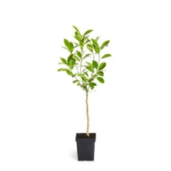 Calamondin Tree -Green Plant Store ORG CAL 12 1QT