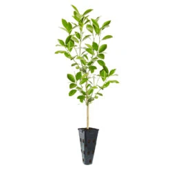 Calamondin Tree -Green Plant Store ORG CAL 23 C