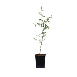Hardy Orange Tree 'Flying Dragon' -Green Plant Store ORG JHO 12 1QT