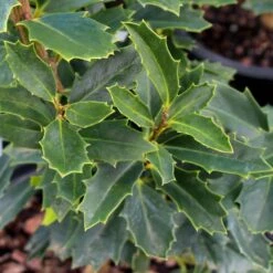 Oak Leaf™ Holly Tree -Green Plant Store Oak Leaf Holly 3