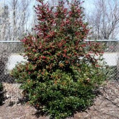 Oak Leaf™ Holly Tree -Green Plant Store Oak Leaf Holly 4