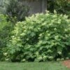 Oakleaf Hydrangea Shrub -Green Plant Store Oakleaf Hydrangea FGT 600x600 d2944eba ae70 47b7 8382 af278ed9c7a7