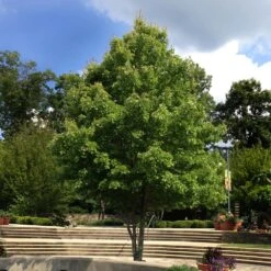 October Glory Red Maple Tree -Green Plant Store October Glory Maple 1 FGT