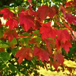 October Glory Red Maple Tree -Green Plant Store October Glory Maple 2 FGT