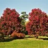 October Glory Red Maple Tree -Green Plant Store October Glory Maple FGT 600x600 ed40f1c9 fa15 44dd 965e 6514d9ecbd99