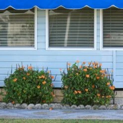 Orange Marmalade Crossandra Shrub 8 Orange Marmalade Crossandra Shrub -Green Plant Store Orange Marrmelade Crossandra 4