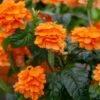Orange Marmalade Crossandra Shrub 1 Orange Marmalade Crossandra Shrub -Green Plant Store Orange Marrmelade Crossandra FGT 600x600 c6715e06 2d28 4ec3 9ade 105e6014a6d6