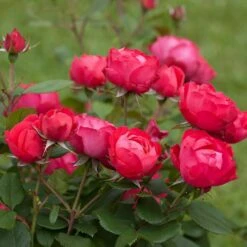 Oso Easy® Double Red Rose 8 Oso Easy® Double Red Rose -Green Plant Store Oso Double Red Rose 2