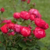 Oso Easy® Double Red Rose -Green Plant Store Oso Double Red Rose 2 600x600 b585947e 509f 4e63 b94a b06c884252b5