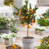Owari Satsuma Mandarin Tree - USDA Organic 2 Owari Satsuma Mandarin Tree - USDA Organic -Green Plant Store Owari Satsuma Mandarin 600x600 d9952855 2700 42ba ae04 b98fa20bbb0c