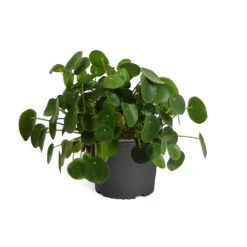 Pilea Peperomioides (Pancake Plant) -Green Plant Store PIL PEP1 standard pot