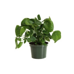 Pilea Peperomioides (Pancake Plant) -Green Plant Store PIL PEP6 standard pot