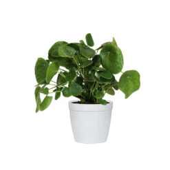 Pilea Peperomioides (Pancake Plant) -Green Plant Store PIL PEP6 white delilah