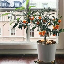 Page Mandarin Tree -Green Plant Store Page Mandarin Tree 1 FGT