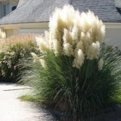 Pampas Grass -Green Plant Store Pampas Grass 4 FGT