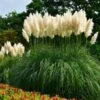 Pampas Grass 1 Pampas Grass -Green Plant Store Pampas Grass FGT 600x600 436bbafb 3875 4ed1 ac01 b037b42f7a7d