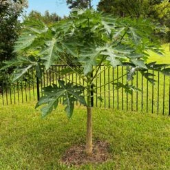 Papaya Tree 16 Papaya Tree -Green Plant Store Papaya 10